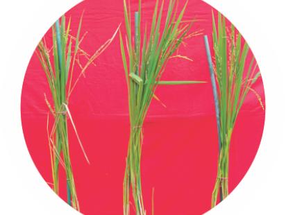 salinity rice 1.jpg