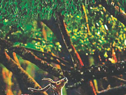 sundarbans.jpg