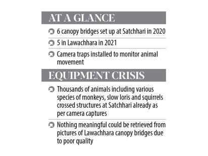 satchari-mammals.jpg