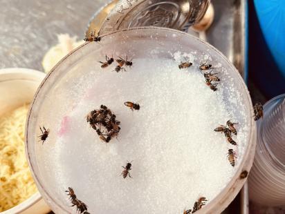 Ants on a bowl of sugar