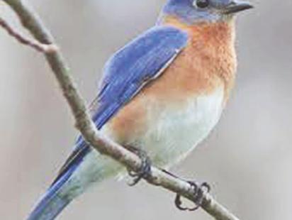 a_little_bird