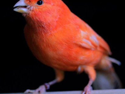 Birds-2-web.jpg