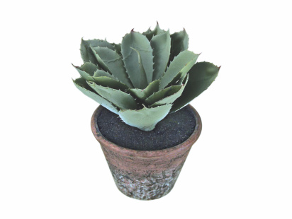 cacti_1.jpg