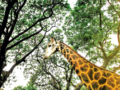 giraffes.jpg