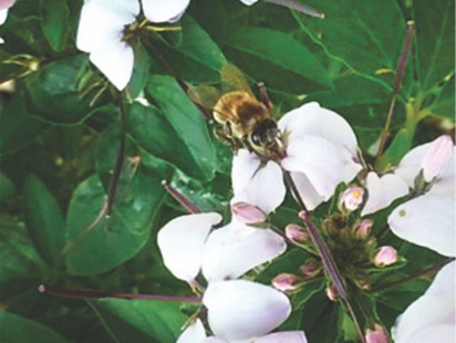 Honey Bee Deaths