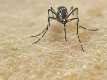 Mosquito