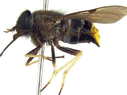 How to get rid of flies
