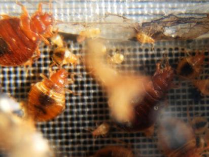 How to get rid of bed bugs