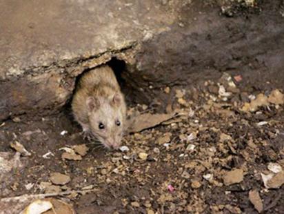 How to get rid of rats and mice