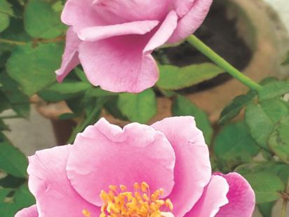 rose