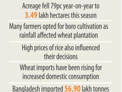 wheat_cultivation_2.jpg
