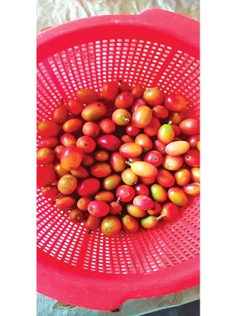 Ripe-coffee-beans-1.jpg