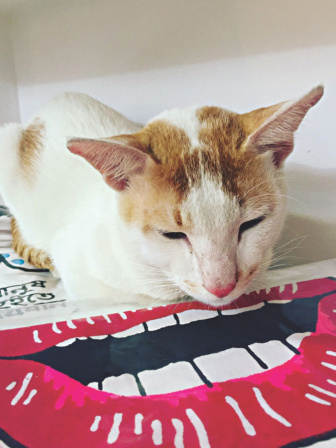 Caturday by The Pet Project