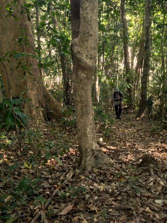 Inside-a-forest-patch-at-2200-ft_Sayam-U-wbn.jpg