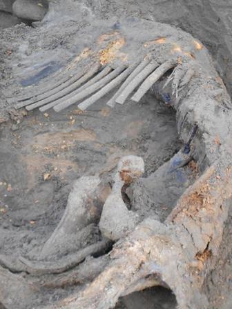mammoth.jpg