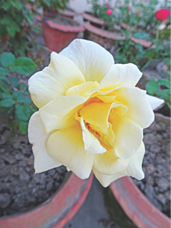 saga_of_roses_4.jpg