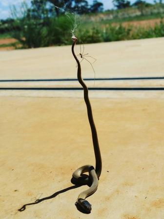 snake-spider (1).jpg