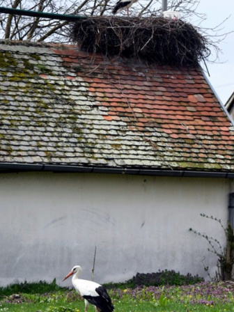 stork2.jpg