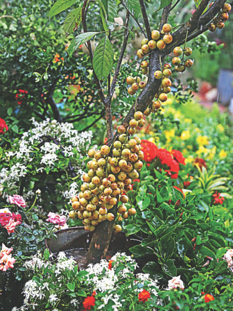tree_fair14.jpg