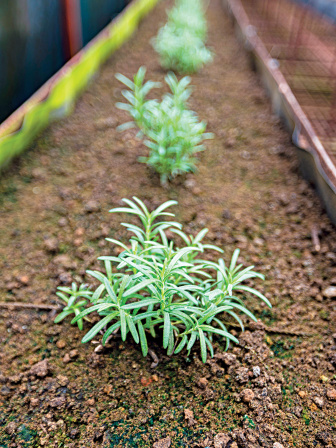 vegetable_farming_3.jpg