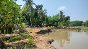 Riverbank erosion began on September 11 along the left bank of the Madhumati in the Dubushi and Shikdarpāra areas of Ichakhali village under Jalalabad Union in Gopalganj Sadar upazila. Photo: Star