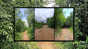 Maheshkhali forest lead.png