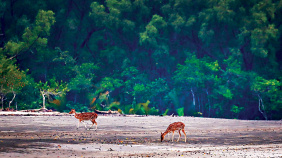 csundarbans_.jpg