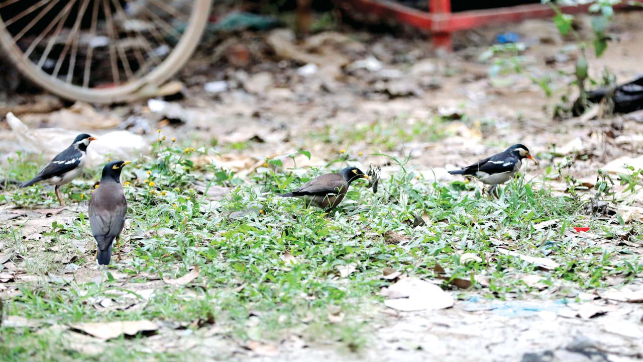As the city’s ground dwelling animals are facing threats, many of the winged residents have also become extremely vulnerable.