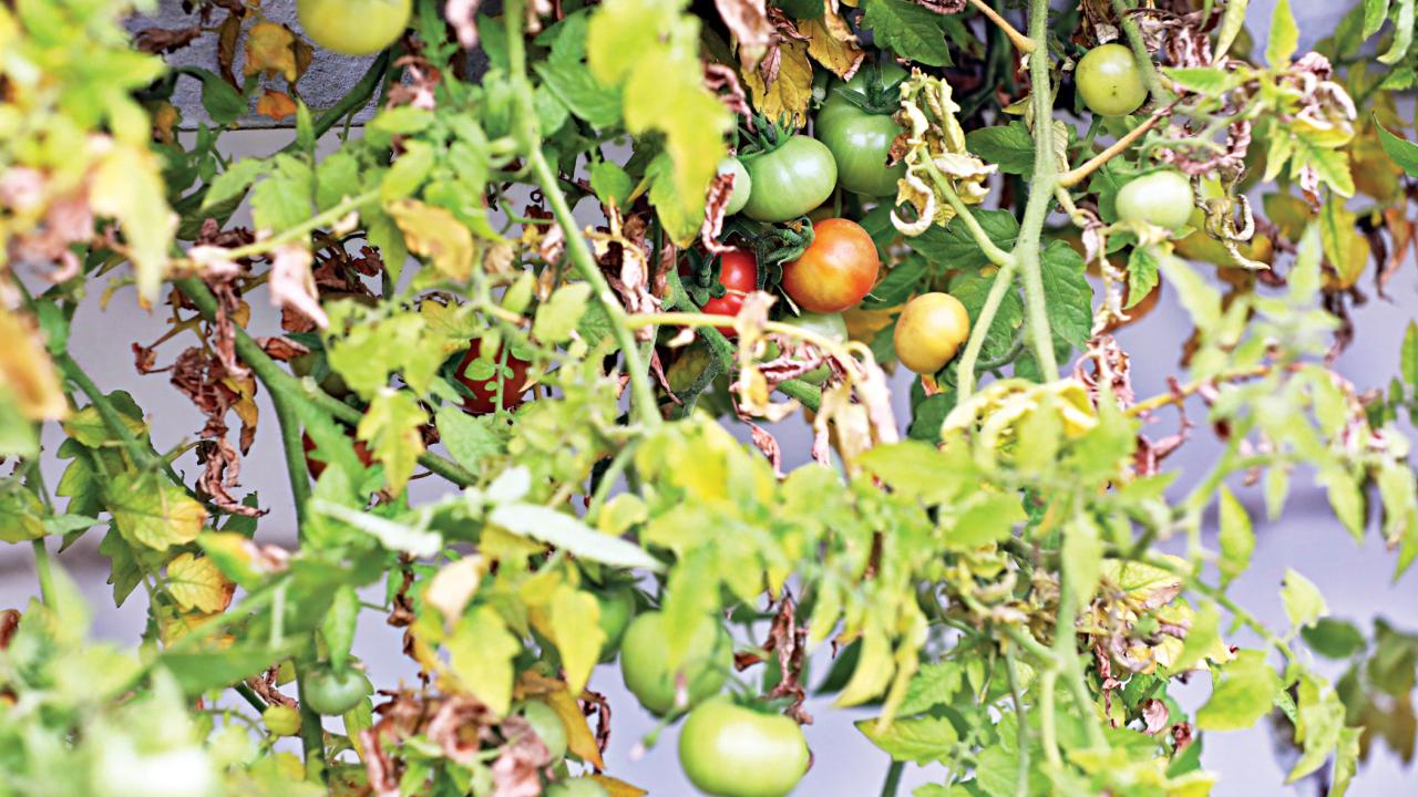 garden8_0.jpg