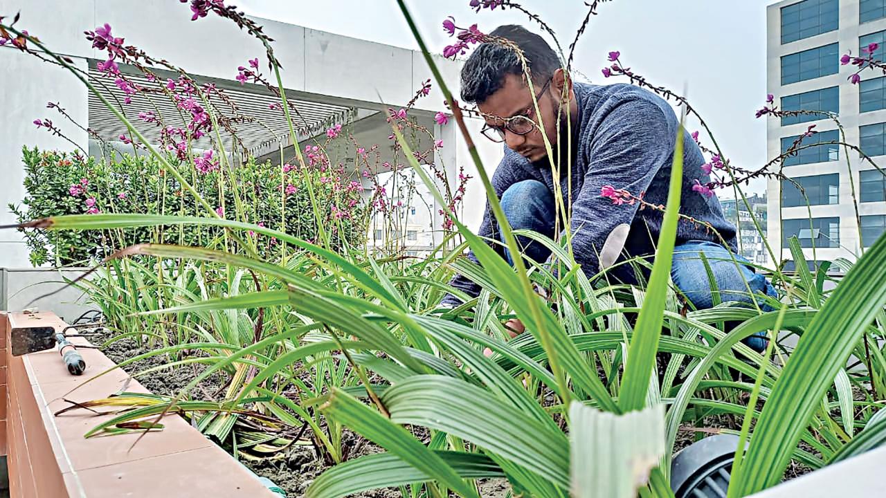 Gardening services for green spaces
