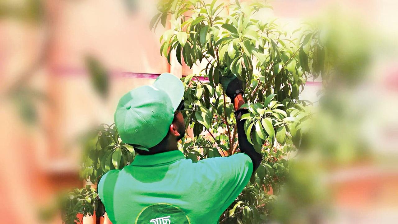 Vegetable garden maintenance services