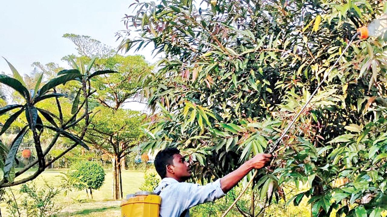 Customized gardening services in Dhaka