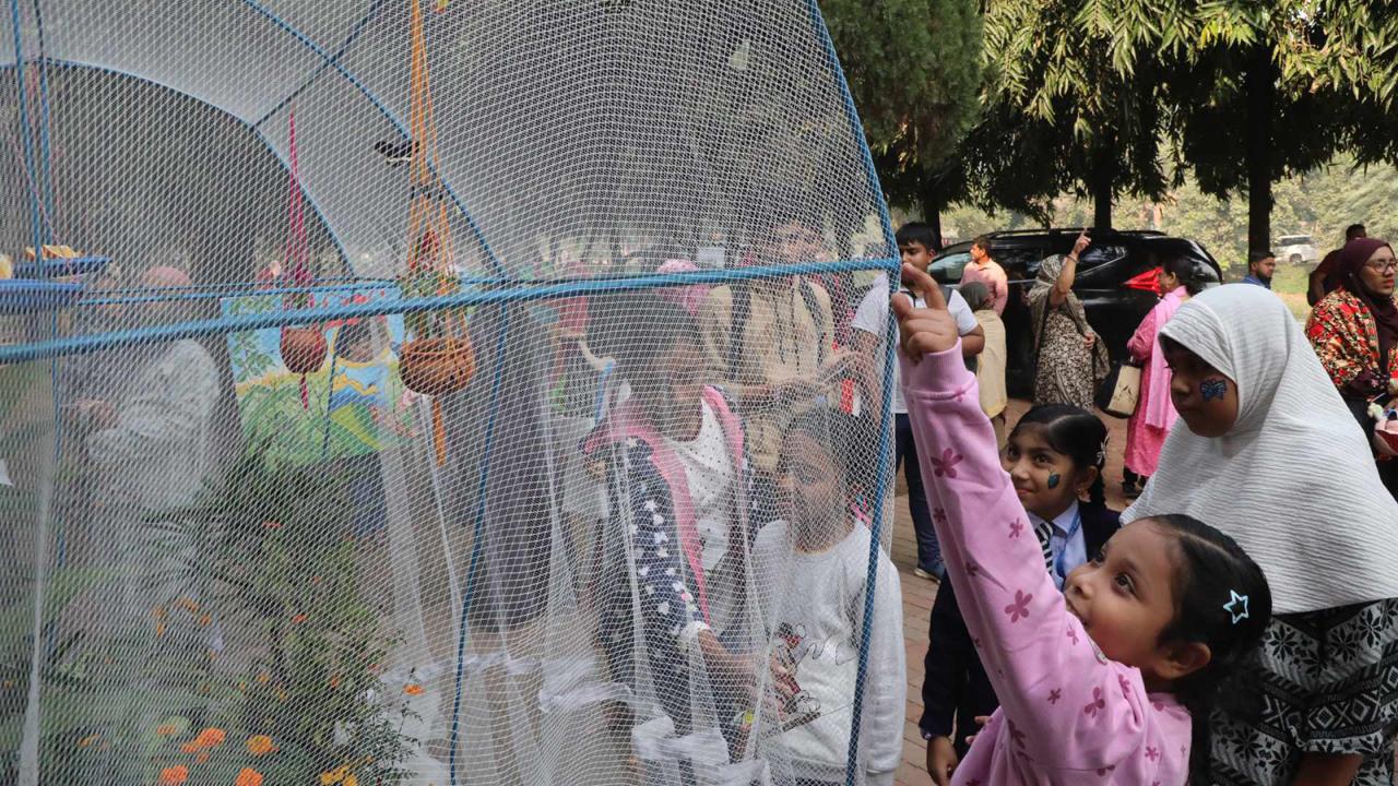 butterfly_fair_2.jpg