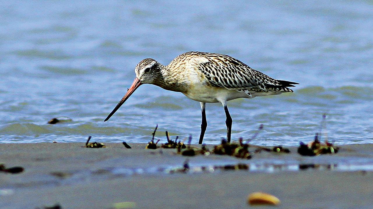 bird8.jpg