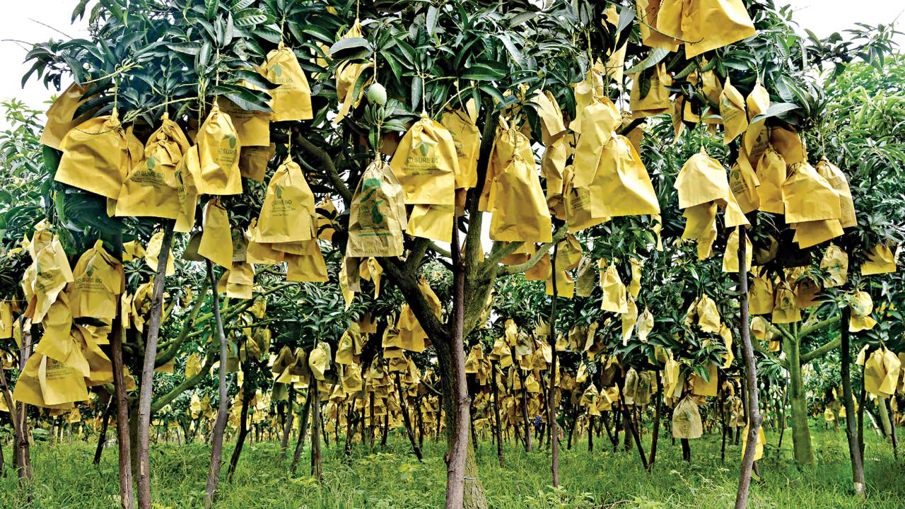 mango3.jpg