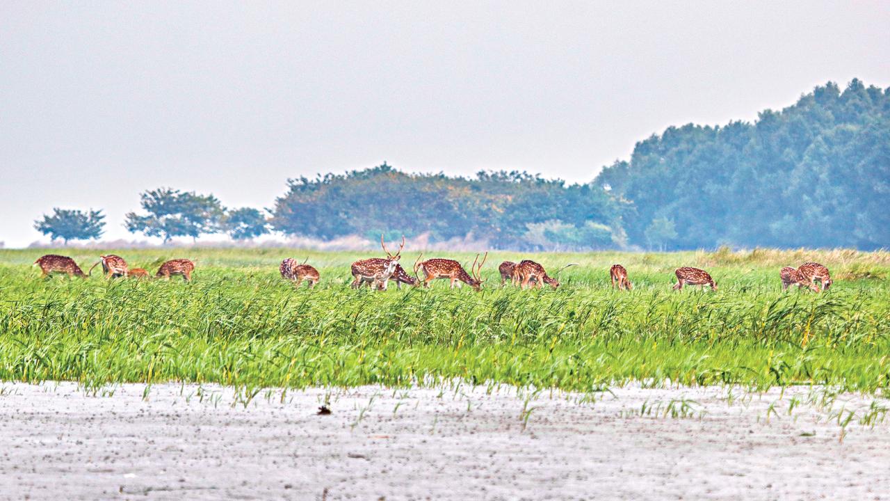 mangrove7.jpg