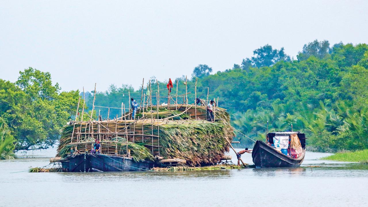 mangroves2.jpg